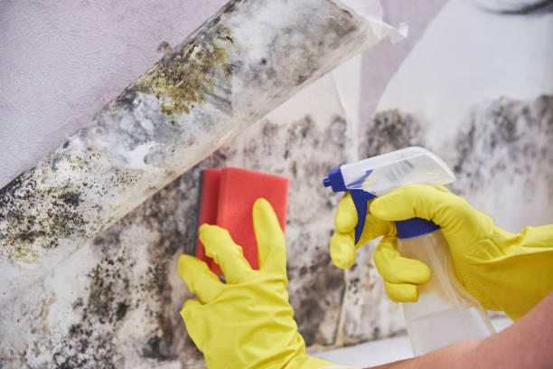 Mold Remediation for Vacation Homes in Whitewater, KS